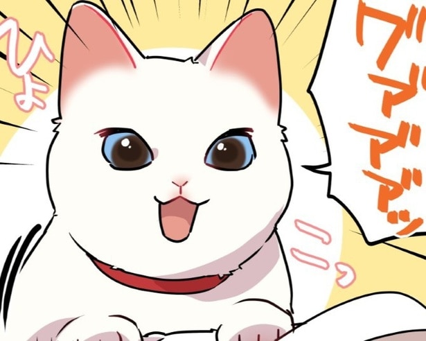 夜中に猫を起こしてしまったら、さぁ大変！