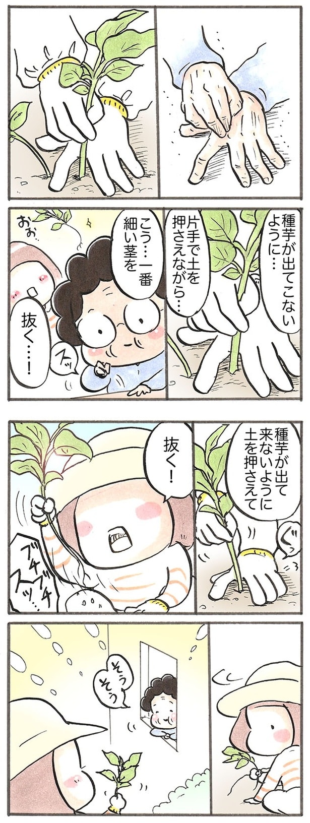 種芋を土から出さないように、芽かきをする方法を教えてもらう