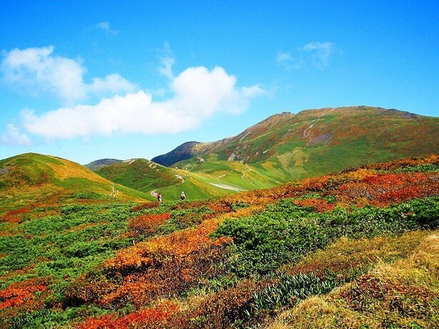 赤と緑が散りばめられた山肌を近くで見ることができる／月山の紅葉