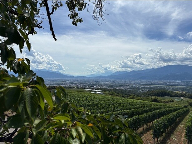 ブドウ畑から醸造、熟成まで、大充実のツアーを紹介する