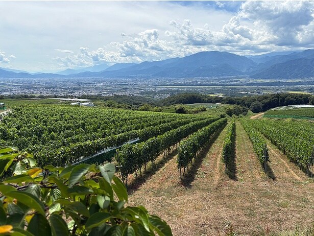 日当たりや土壌の質など、畑の区画によってブドウの生育環境は異なる