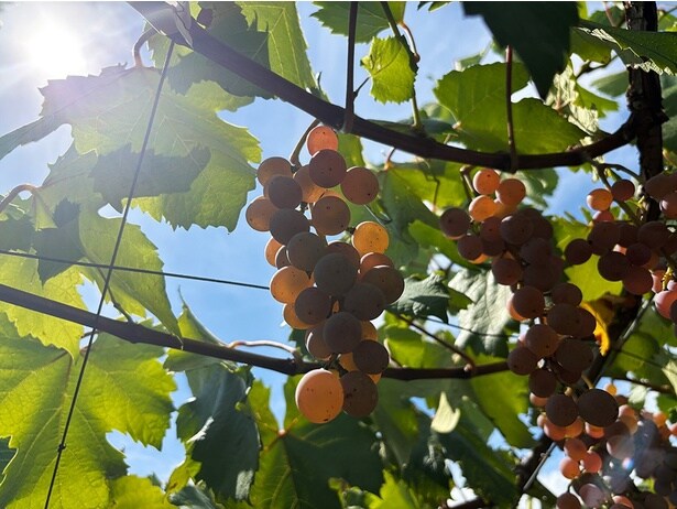 「サントリー 登美の丘ワイナリー」では、ワイナリー見学ツアーをリニューアル