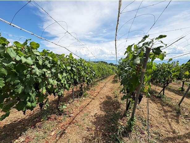 「メルロ」畑の向かいには「プティ・ヴェルド」の畑が広がる。こちらも「垣根仕立て」だ