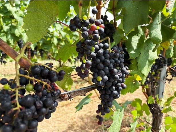 「プティ・ヴェルド」の実