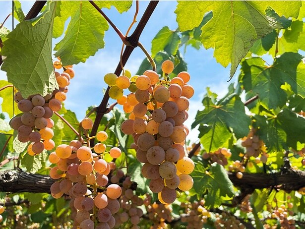 山梨県固有の品種「甲州」は白ワインになる
