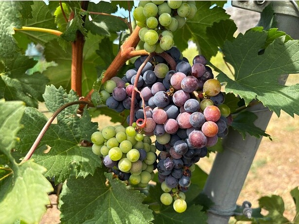 色付き始めた「メルロ」