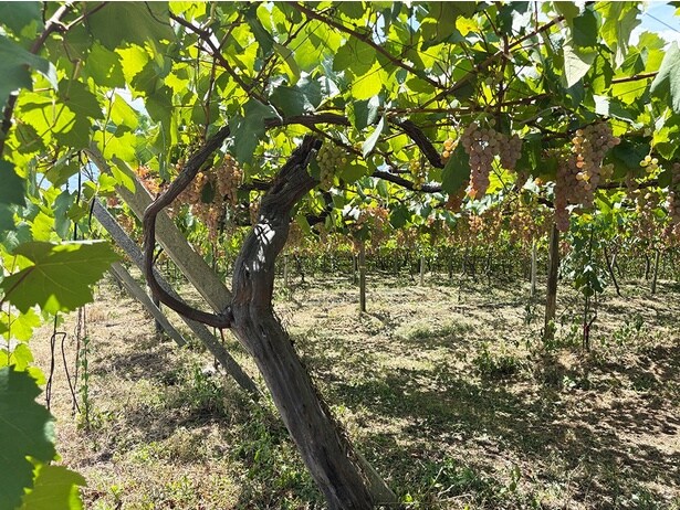 場内で最も古い樹齢47年の樹