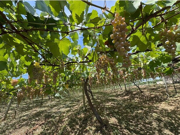 「棚仕立て」の畑。山の傾斜で斜めになっている