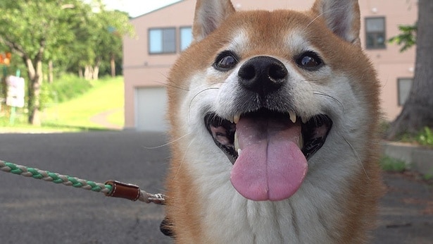 コスモスを観に、初めての場所へおでかけ！