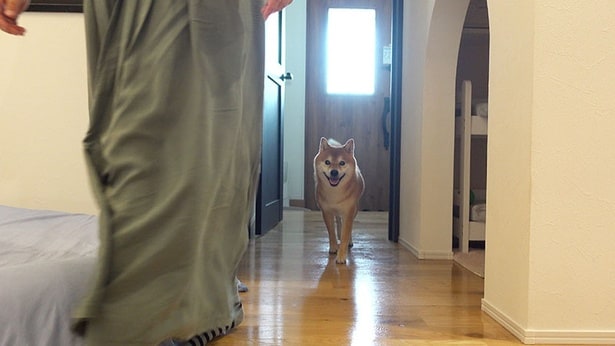 「出かけるよ」と言われてうれしそうに歩いてくるはちくん