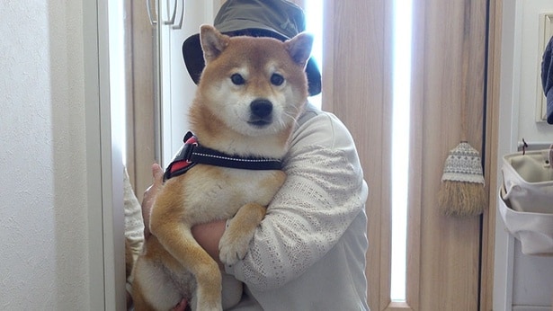 急きょコスモスを観に行くことに