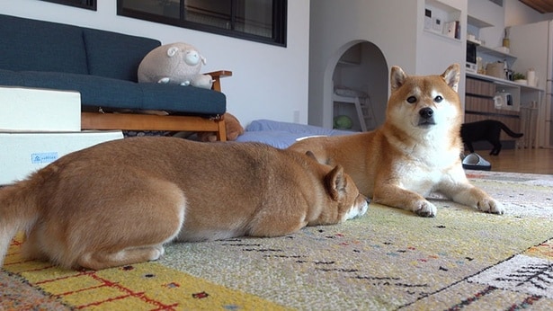 おうちでまったり過ごすはちくんといちご