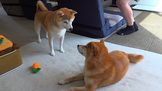 実家の柴犬、Qちゃんにごあいさつ