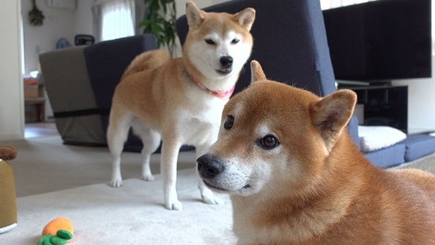 Qちゃんのおしゃべりに圧倒されてタジタジのはちくん