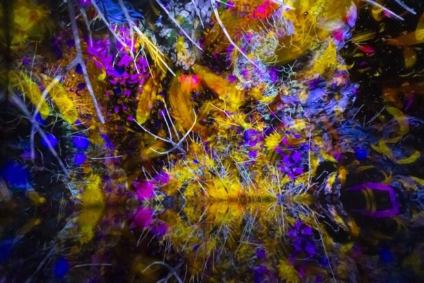 「痕跡 / Traces of Life」。鮮やかな色彩とダイナミックな音楽が独特の世界観を作り出す