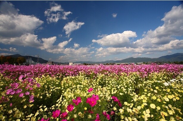 京都丹波／亀岡「夢コスモス園」開園(亀岡運動公園体育館 東側)