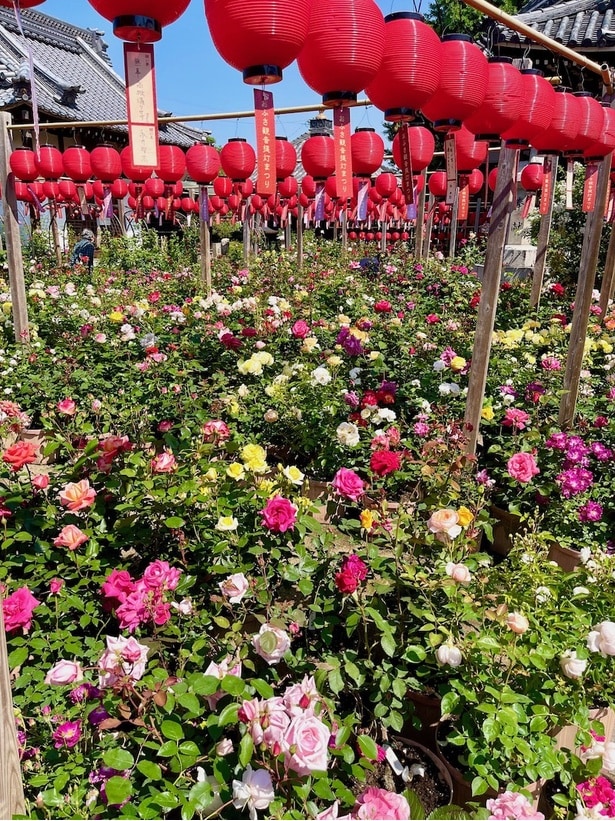 秋のバラまつり(おふさ観音)