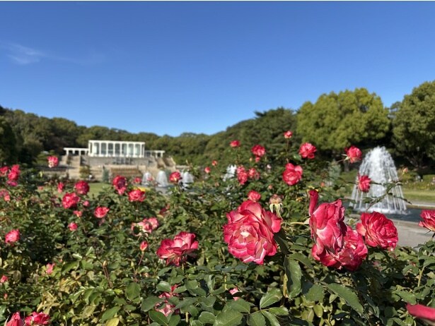 秋のバラ観賞会(神戸市立須磨離宮公園)