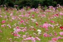 この秋訪れたい関西エリアの花畑5選〜コスモスや秋のバラが見頃〜