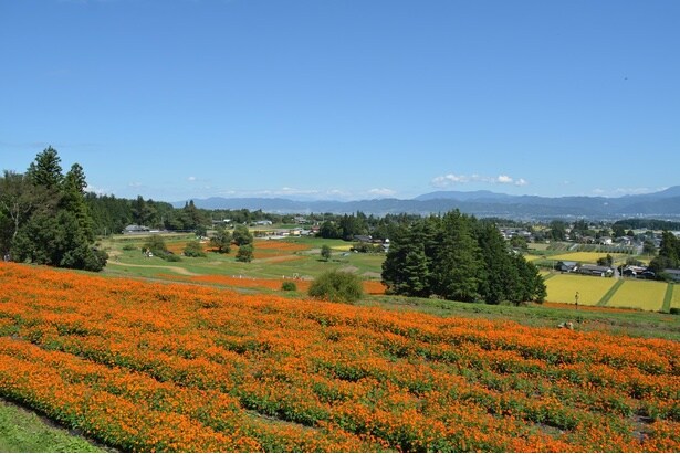 秋・コスモスの花フェスタ2025(国営アルプスあづみの公園(堀金・穂高地区))