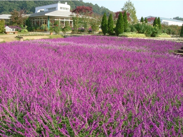 あしかがフラワーパークのアメジストセージ(あしかがフラワーパーク)
