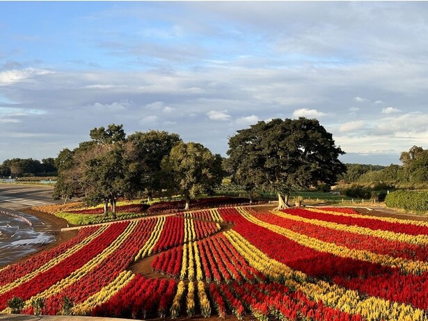 東京ドイツ村のケイトウ(東京ドイツ村)