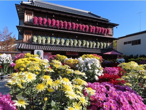 笠間の菊まつり(笠間稲荷神社)