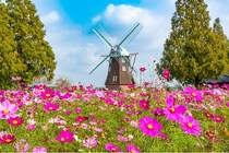 この秋訪れたい関東・甲信越の花畑10選〜コスモスやダリア、秋のひまわり、アメジストセージなどが見頃〜