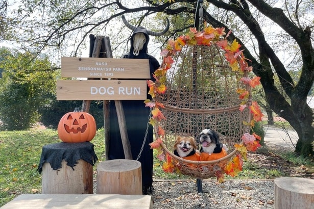 ドッグランではハロウィーン版フォトスポットも