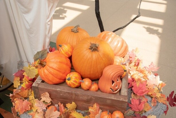 にぎわい広場に大きなかぼちゃが登場