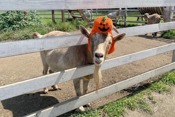 【写真】どうぶつふれあい広場の動物たちもかわいい仮装姿に