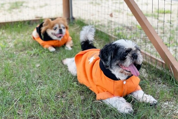 わんこなだけにドッグランの利用が60分までわんこイン(100円)！