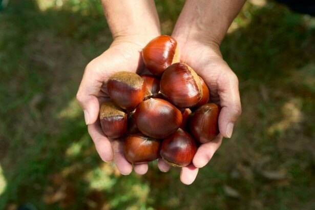 【写真】笠間産「さとい栗」が贅沢チョコレートに