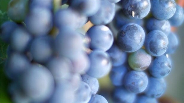 富良野の大地で育まれたぶどう。凝縮された旨みがワインの味を決める