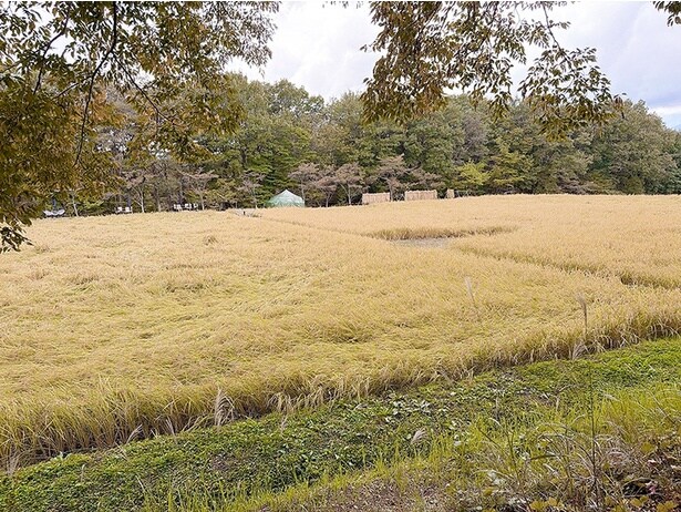敷地内ではレストランでも提供する自家製米を育てている