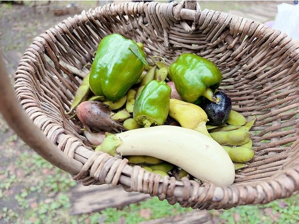 この日収穫したのは、ピーマン、白ナス、枝豆、ミョウガ。収穫した野菜は持ち帰ることができる