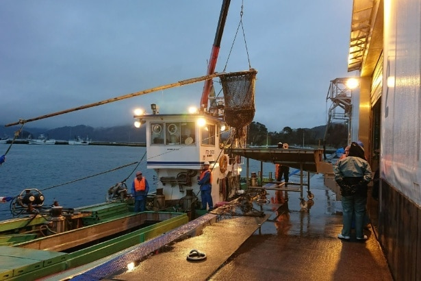 水揚げ風景。漁師たちの手によって、海の恵みが続々と揚がっていく