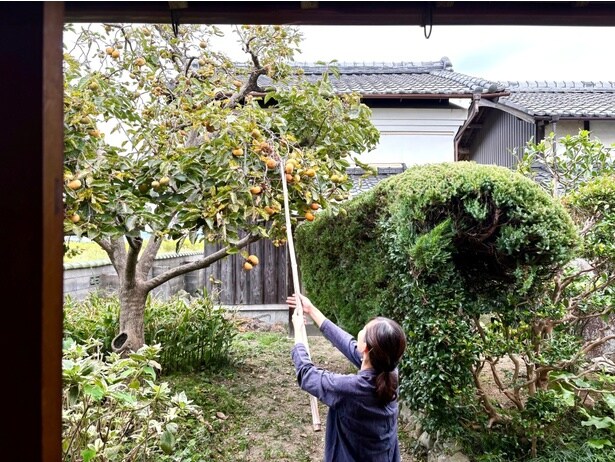 庭の柿を収穫する村田さん。柿の状態にもよるが、村田さんに伝えれば宿泊時にも体験できるようだ