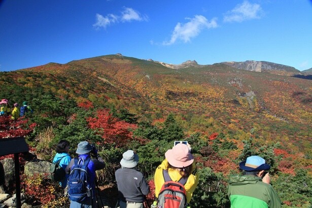 ミズナラ、ブナなどが美しく色づく紅葉時期は多くの登山客が訪れる / 安達太良山の紅葉