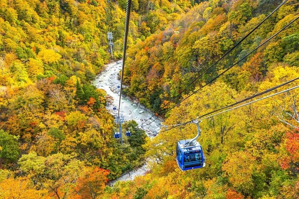 ゴンドラから見渡す一面の紅葉世界 / 苗場ドラゴンドラの紅葉