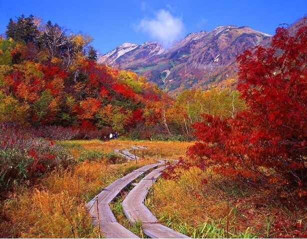 紅葉に囲まれながら遊歩道をウォーキングできる / 栂池自然園の紅葉
