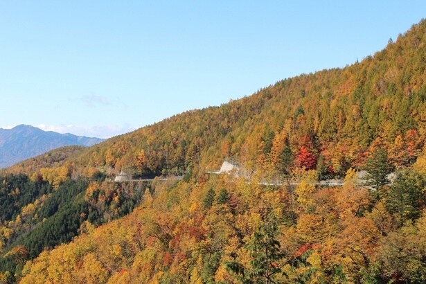 鮮やかに色づいた雄大な自然を楽しめる / 御嶽パノラマラインの紅葉