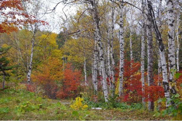 杣ヶ池に映る見事な紅葉 / 日和田高原の紅葉