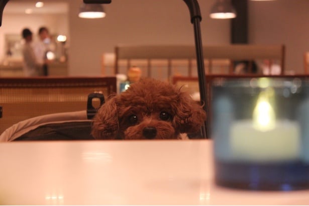 一緒にディナーを楽しめば、ワンちゃんとの特別な思い出になるはず