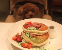 愛犬と贅沢ディナーを堪能！「bills」3店舗がペットフレンドリーエリアを店内まで拡大