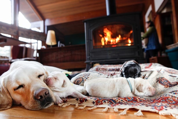 アイメイトの候補犬となる幼犬は、「繁殖奉仕」の家庭で、親や兄弟たちと一緒に暮らす