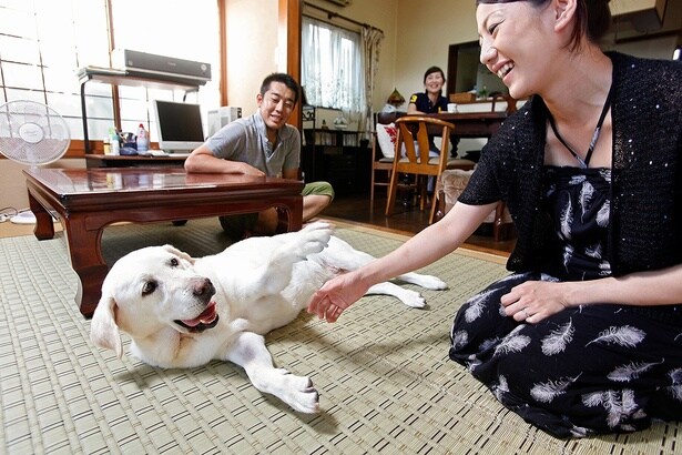 アイメイトは引退後、ボランティアの家庭で家族の一員として過ごす