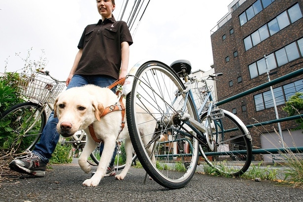 訓練では、1人の指導員が6〜8頭の候補犬を担当するという