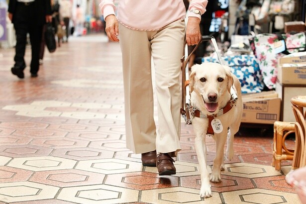 これまでに、1478組の視覚障害者の方とアイメイトがペアとなって協会を卒業した。国産盲導犬第一号のチャンピイの誕生から約70年。これからも多くのペアをサポートしていく