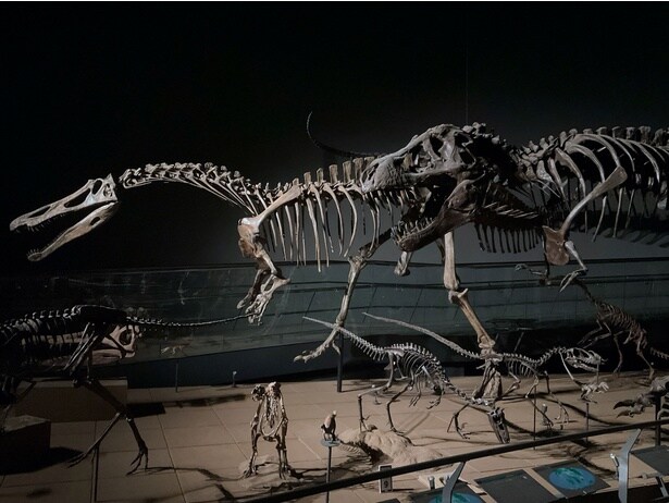 暗がりの中で躍動感が増す恐竜の骨格標本